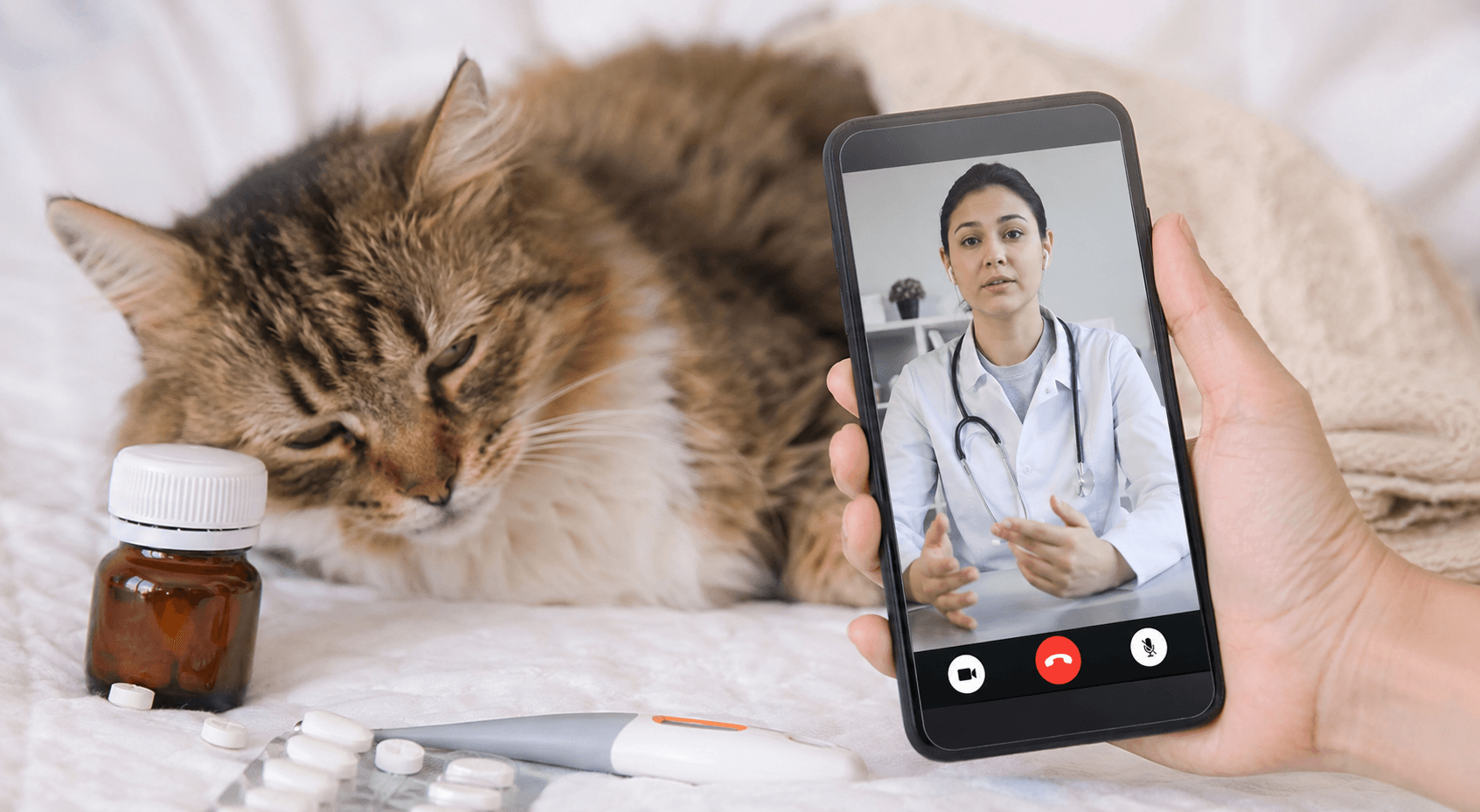 مالك قطة يرسل صور الحيوان الأليف إلى بيطري اونلاين للحصول على استشارة سريعة