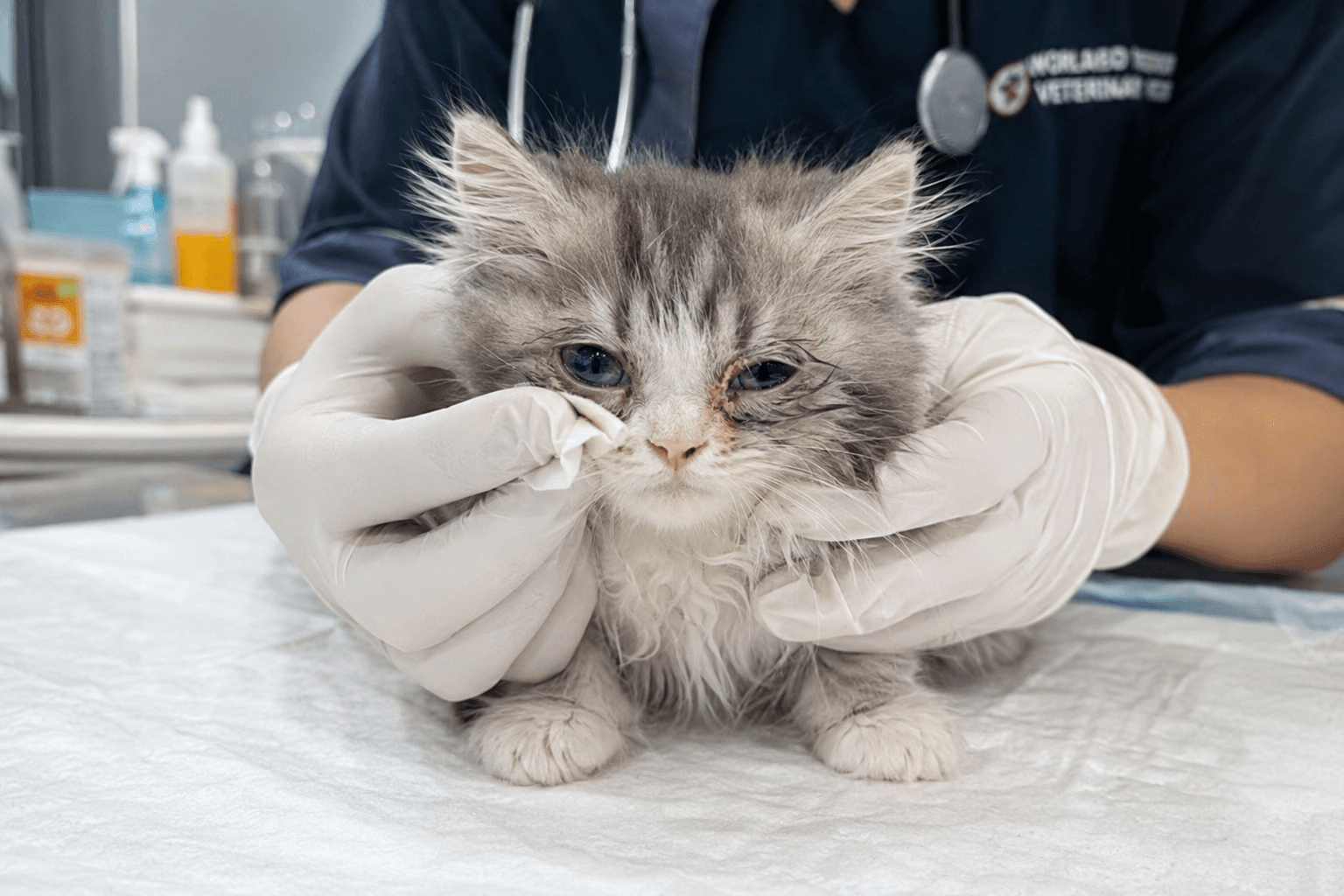 kitten diseases
