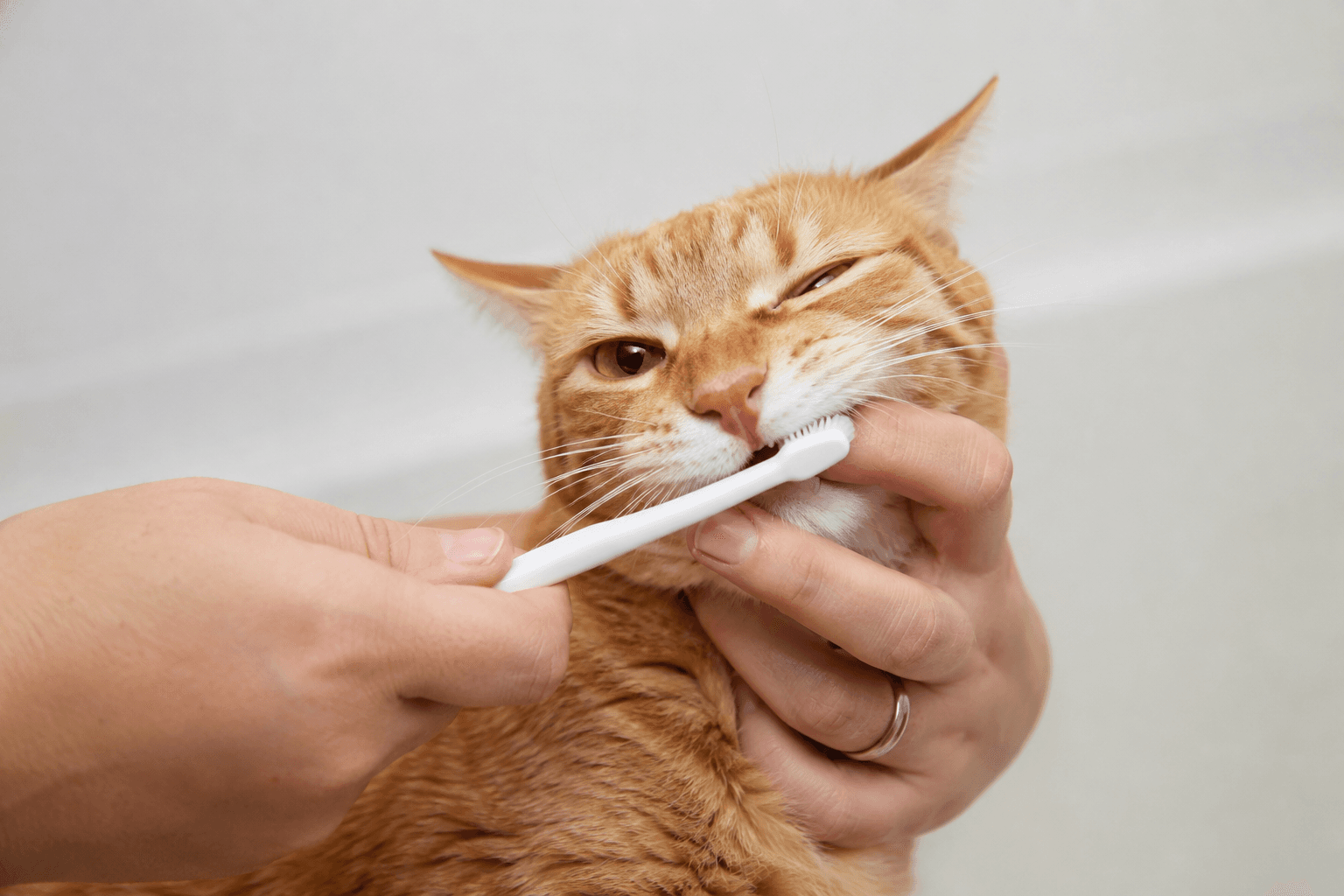 Pet owner caring for their cat’s dental hygiene as part of a daily routine