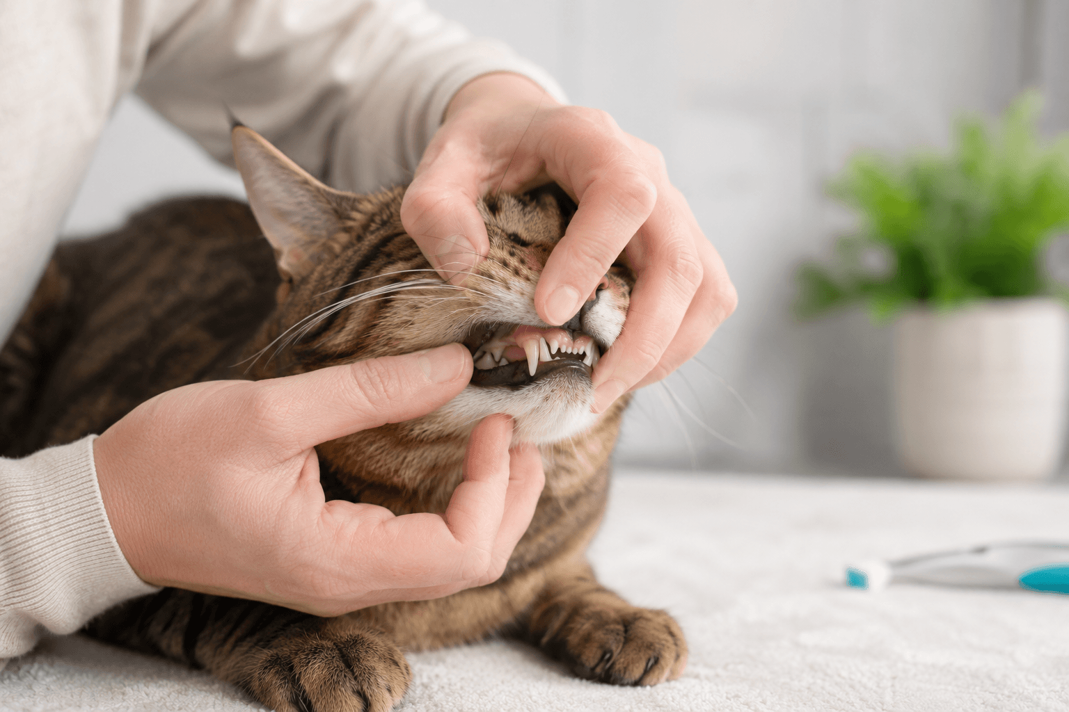 Close-up of a cat’s clean and healthy teeth after regular dental care