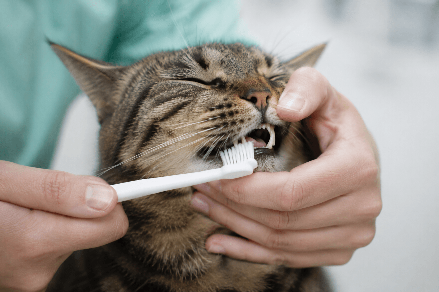 Cat dental care tools including a toothbrush and pet-safe toothpaste