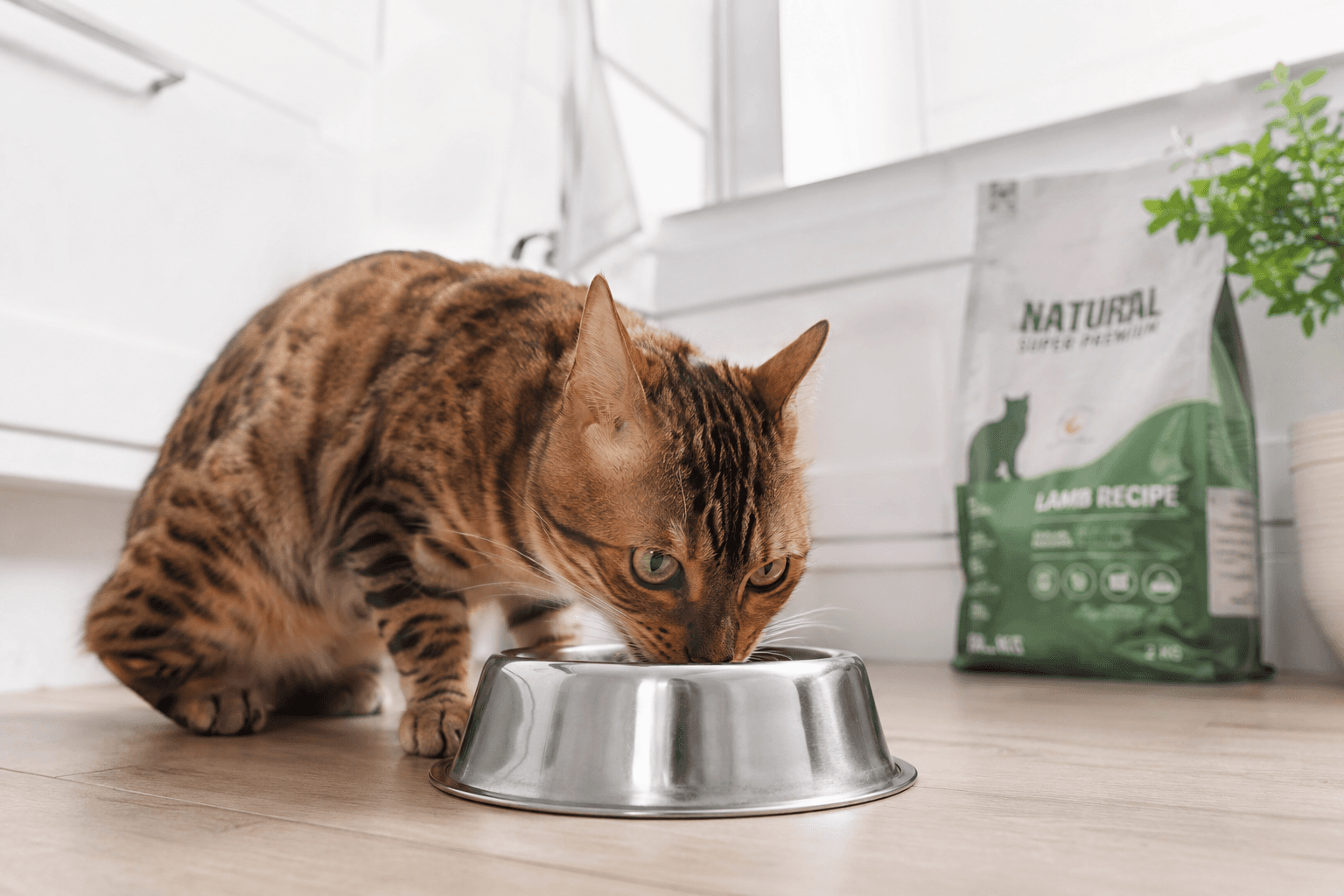 Cat owner preparing boiled chicken for cats in a clean kitchen while consulting an online veterinarian through SCOTY