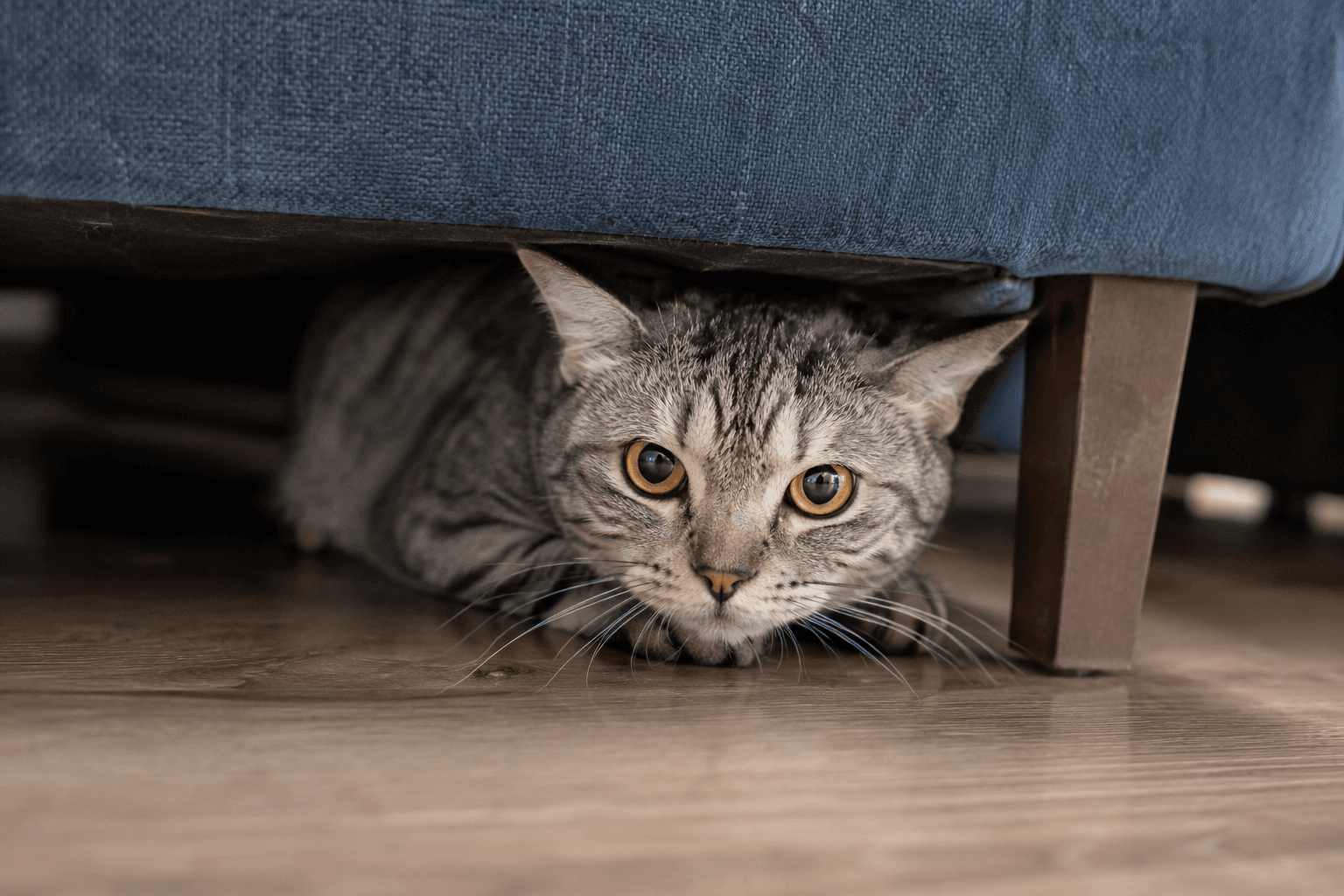 Cat hiding under furniture due to stress and fear, a common trigger for anger and defensive behavior in cats.
