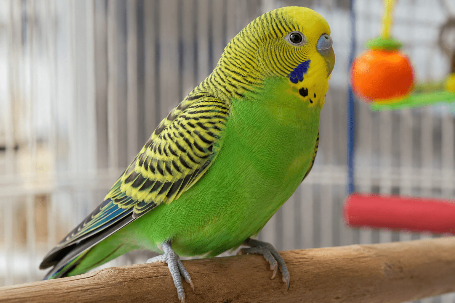 Healthy bird with full, vibrant feathers after successful feather loss treatment and recovery.