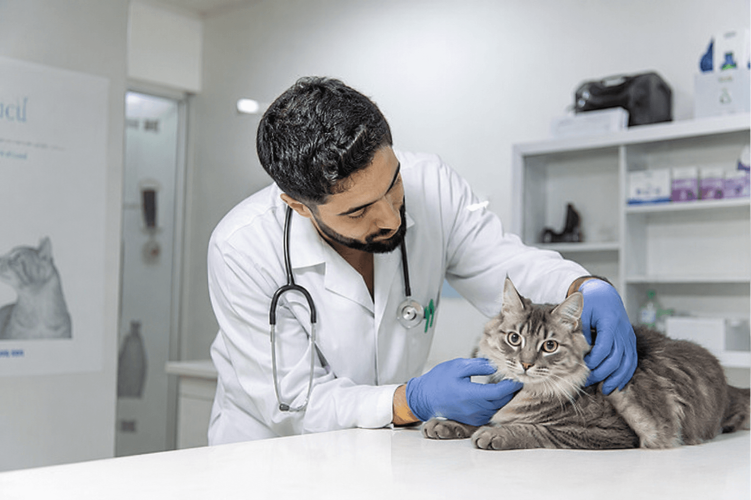 Veterinarian examining a pet cat to assess its health and provide appropriate veterinary care.