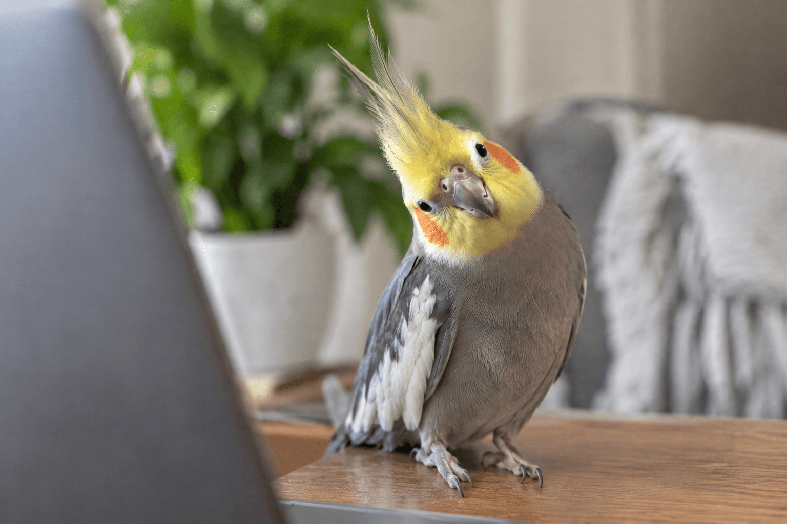 Pet bird tilting its head and watching its owner with curiosity and attention.